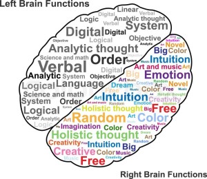 Left and Right Brain Functions